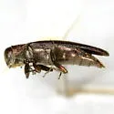 Dogwood Agrilus - photo 4