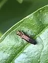 Dogwood Agrilus - photo 5