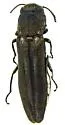 Agrilus chiricahuae - photo 5