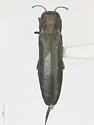 Agrilus cliftoni - Agrilus cliftoni