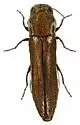 Agrilus cochisei