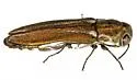 Agrilus cochisei - photo 2