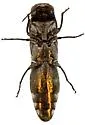 Agrilus cochisei - photo 3
