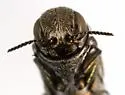 Agrilus cochisei - photo 4