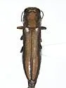Agrilus cochisei - photo 5