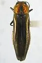 Agrilus concinnus - Agrilus concinnus