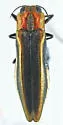 Agrilus concinnus - photo 3