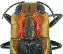 Agrilus concinnus - photo 4
