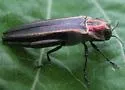 Agrilus concinnus - photo 5