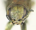 Agrilus corylicola - photo 3