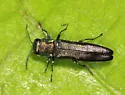 Agrilus crinicornis - photo 2