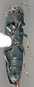 Agrilus crinicornis - photo 4