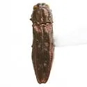 Agrilus cupreonitens