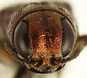 Agrilus cupreonitens - photo 3