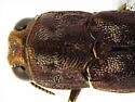 Agrilus cupreonitens - photo 4