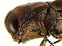 Agrilus cupreonitens - photo 5