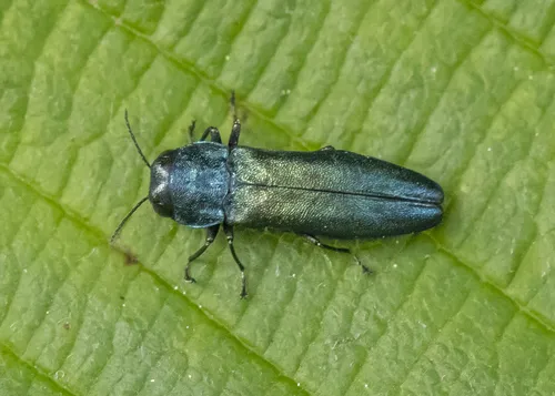 Agrilus cyanescens