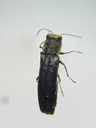 Agrilus defectus