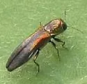 Agrilus delicatulus