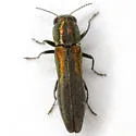 Agrilus delicatulus - photo 2