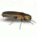 Agrilus delicatulus - photo 3