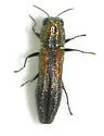 Agrilus delicatulus - photo 4