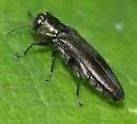 Agrilus derasofasciatus