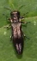 Agrilus derasofasciatus - photo 2