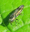 Agrilus derasofasciatus - photo 3
