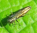 Agrilus derasofasciatus - photo 4