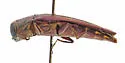 Honeylocust Agrilus - photo 5