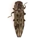 Agrilus dollii