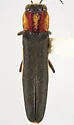 Agrilus dozieri - Agrilus dozieri