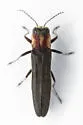 Agrilus dozieri - photo 2