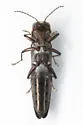 Agrilus dozieri - photo 3