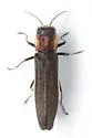 Agrilus dozieri - photo 4