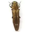 Agrilus egeniformis - photo 2