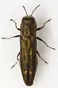 Agrilus egeniformis - photo 3