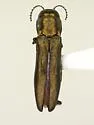 Agrilus egeniformis - photo 4