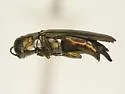 Agrilus egeniformis - photo 5