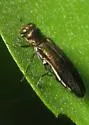 Agrilus egenus