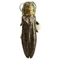 Agrilus egenus - photo 2