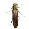 Agrilus egenus - photo 3