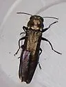 Agrilus egenus - photo 4