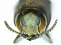 Agrilus eleanorae - photo 3