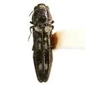 Agrilus esperanzae - Agrilus esperanzae
