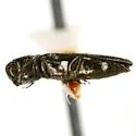 Agrilus esperanzae - photo 2