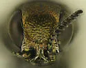 Agrilus esperanzae - photo 5