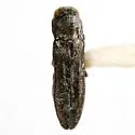 Agrilus exiguellus - Agrilus exiguellus