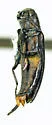 Agrilus exiguellus - photo 3